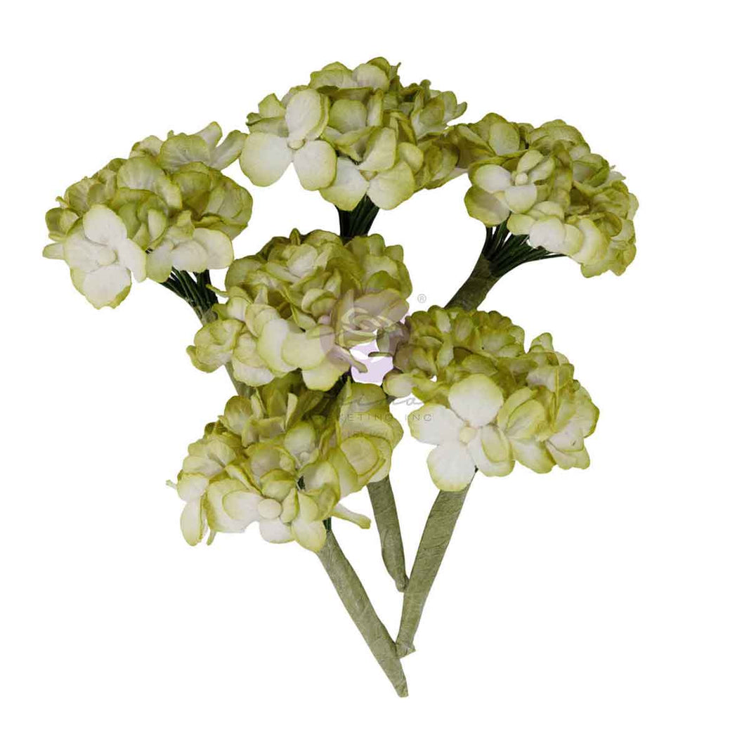 Homegrown Collection Flowers - Garden Hydrangea Mist