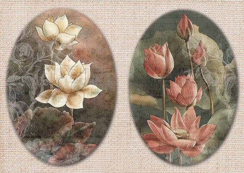 Dainty and the Queen - Lotus