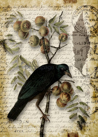 Raven Grimore III, rice paper design by Decoupage queen, arts & entertainment > hobbies & creative arts > arts & crafts, for decoupage and crafting