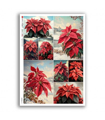Poinsettia Collage